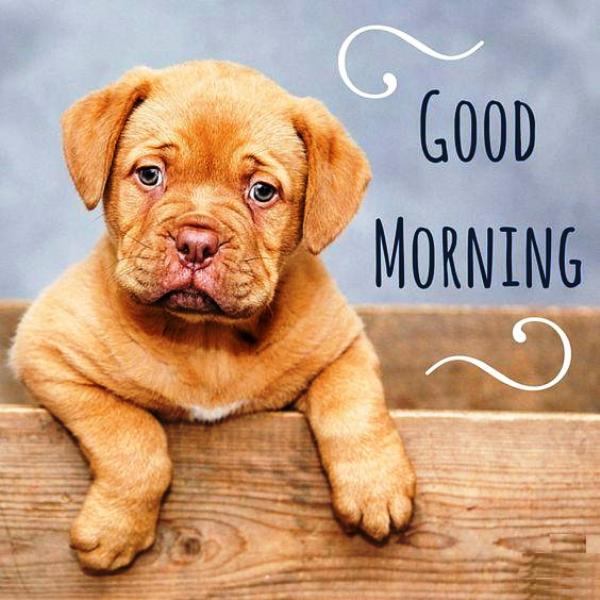 Picture Of Good Morning Puppy