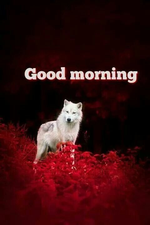 24 Good Morning With Wolf Images