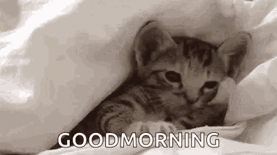 Good Morning With Cute Kitty