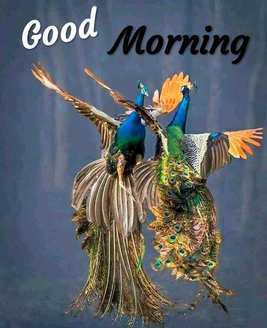 Good Morning With Peacock