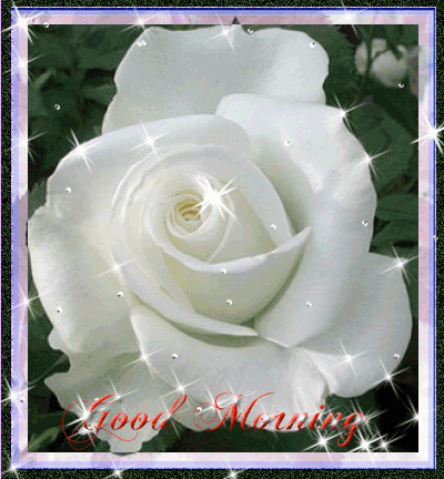 Good Morning With White Rose