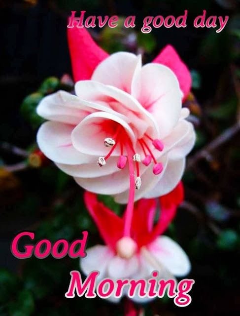 Have A Good Day