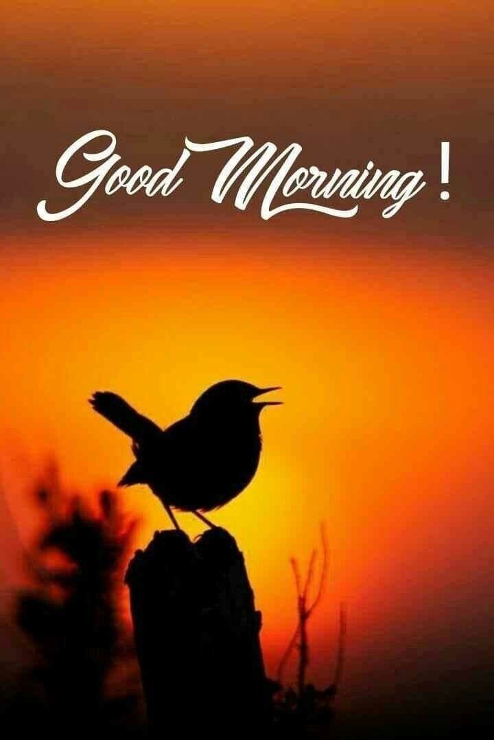 Amazing Good Morning Picture
