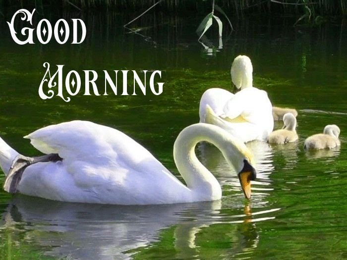 Beautiful Good Morning Photo