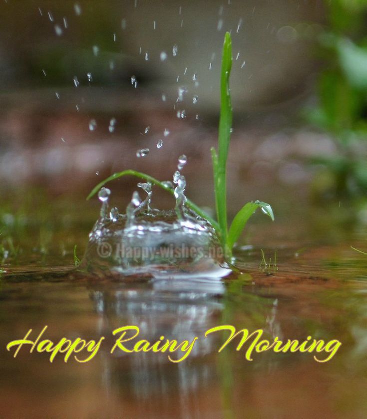 Happy Rainy Morning
