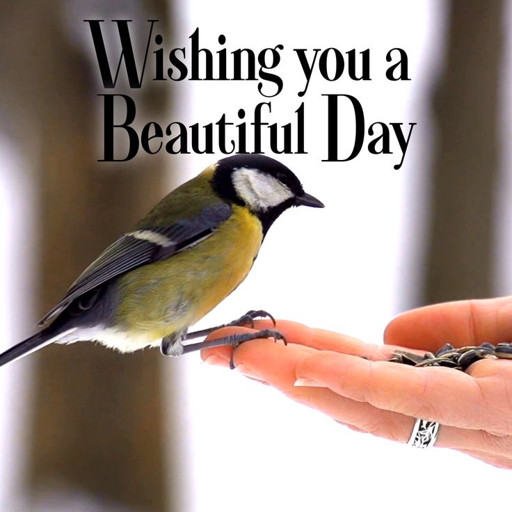 Wishing You A Beautiful Day