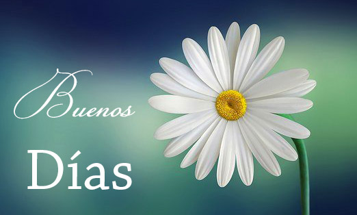 Buenos Dias White Flower Wallpaper