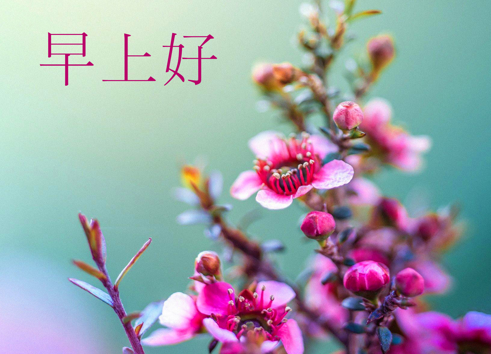 Chinese Cute Flowers Wallpaper