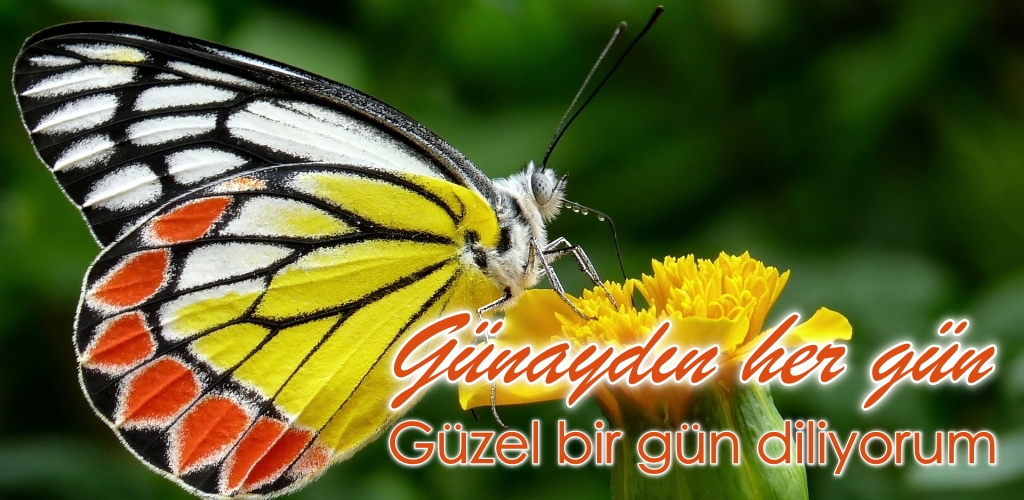 Fantastic Good Morning Turkish Butterfly