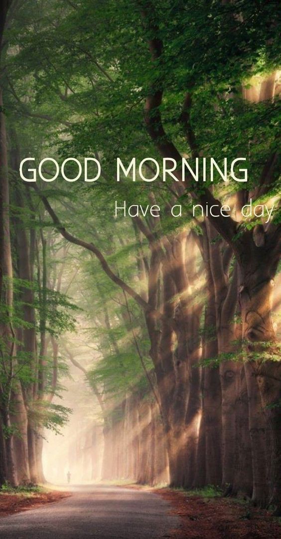 Good Morning Forest Photo