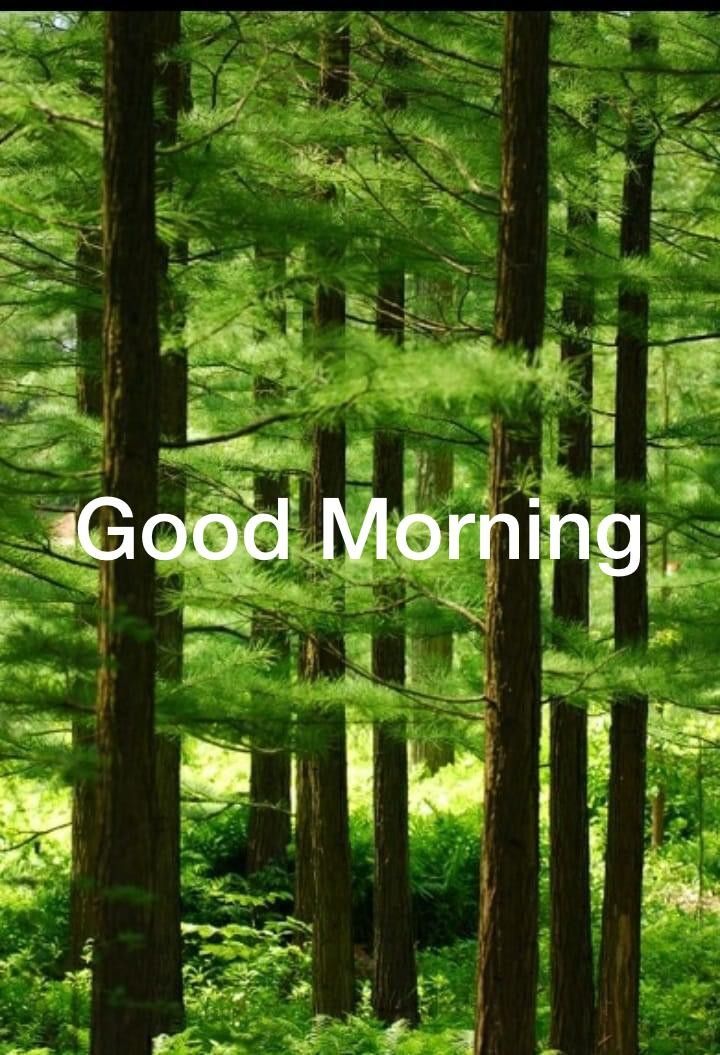 Wonderful Good Morning Forest Image
