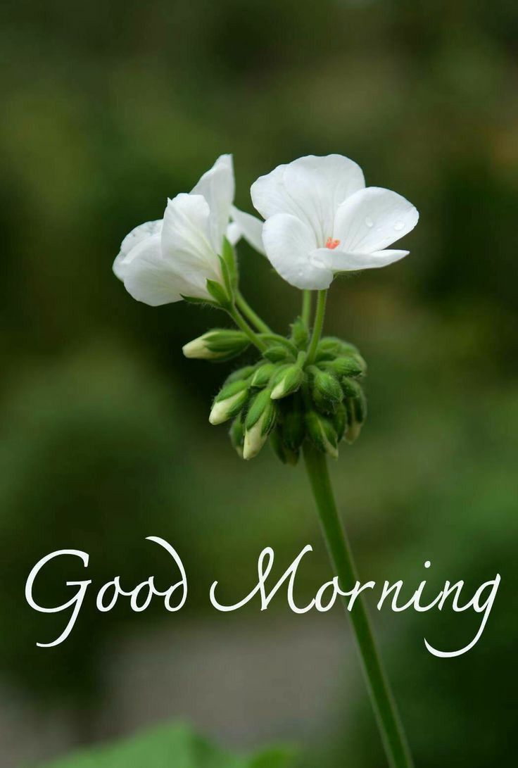 Wonderful Good Morning Green Image