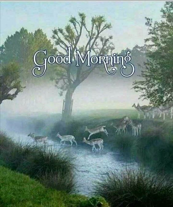 Wonderful Good Morning Fog Image
